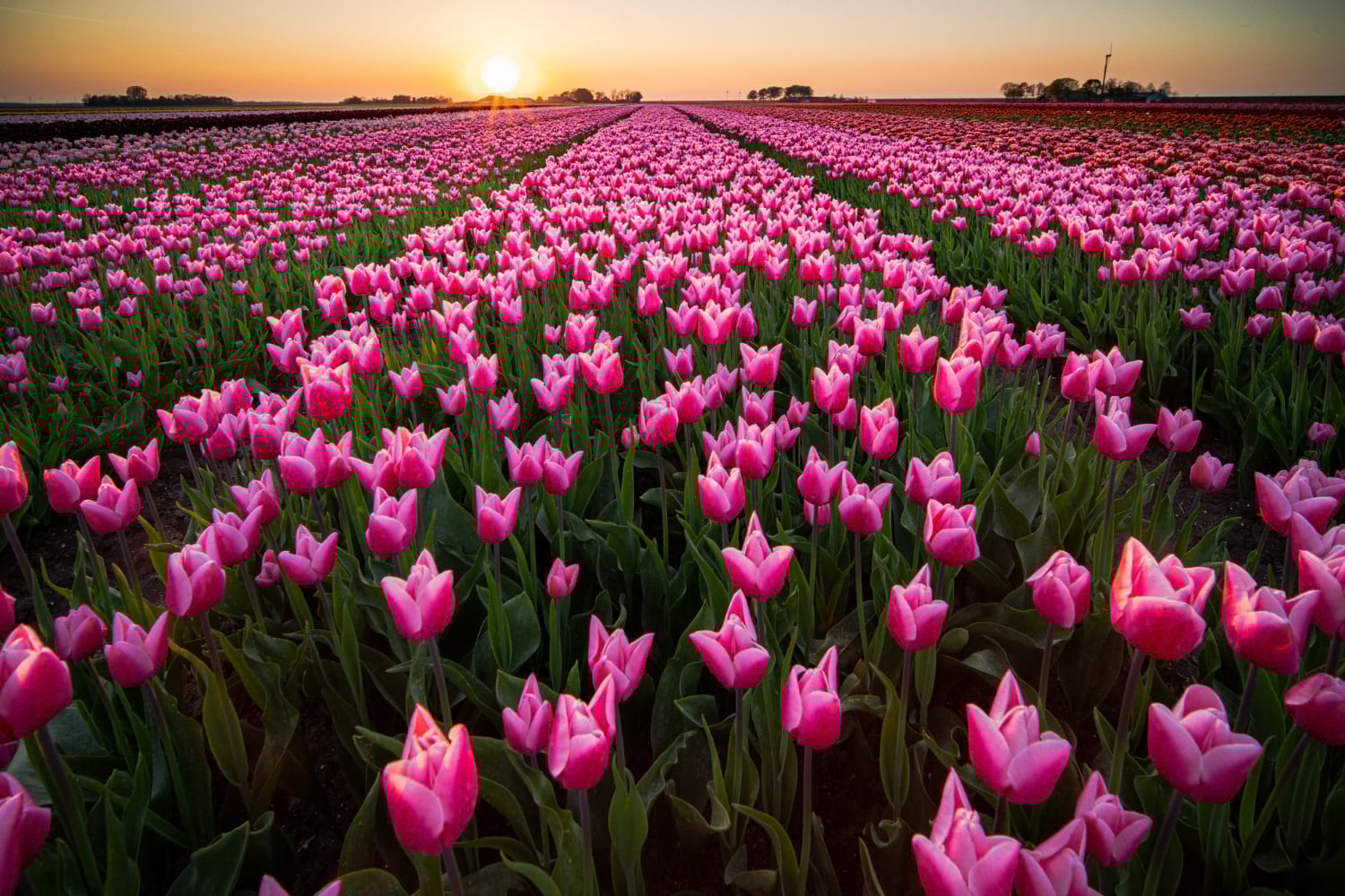 przewozy busami do holandii